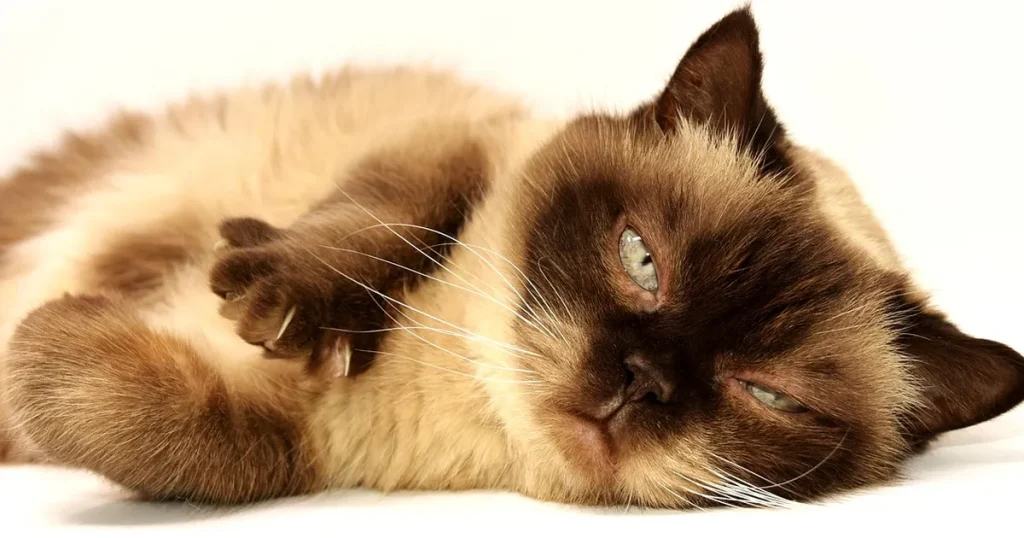 Why Does My Cat Gain Weight After Neutering?