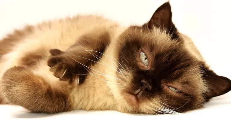Why Does My Cat Gain Weight After Neutering?