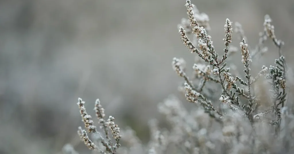 The Fading Whisper of Winter
