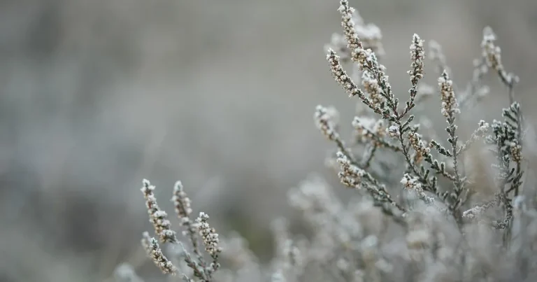 The Fading Whisper of Winter